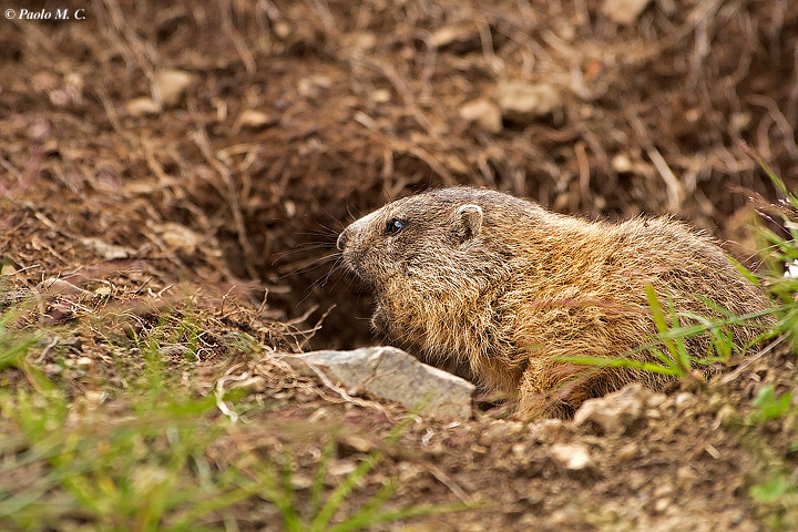 Sempre cucciolo di marmotta